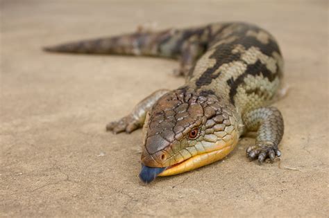 how are blue tongued skinks similar to mammals